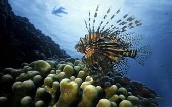 Lionfish Wallpaper