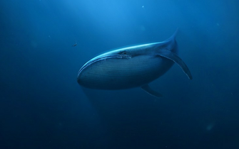 Underwater Whale Deep Blue Sea HD Wallpaper