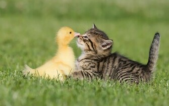 Funny Animals Wallpaper HD In Imageci