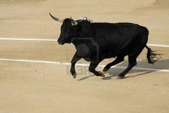 Reality Wallpaper Dangerous Fighting Bull