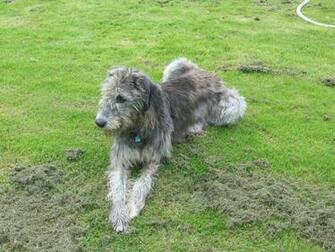 Irish Wolfhound Wallpaper