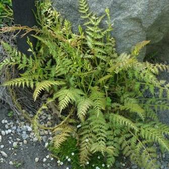 Blue Panda Fine Gardening Plant Guide HD Walls Find Wallpaper