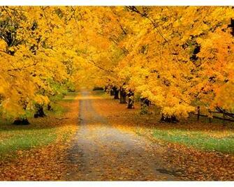 Autumn Road Wallpaper