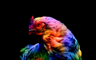 Chicken Wallpaper 4k Colorful Black