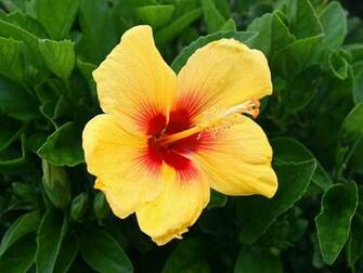 Fond D Cran Red Hibiscus
