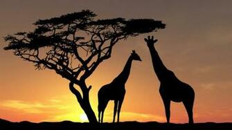 Africwildlife Giraffe Desktop Hnew Wallpaper For