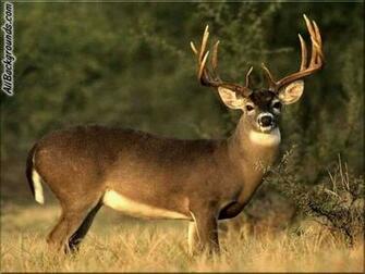 Deer Background Myspace