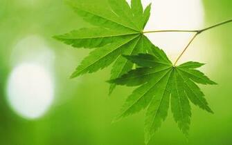 Beautiful Green Leaves Wallpaper HD