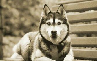 Siberian Husky Wallpaper High Resolution And Quality