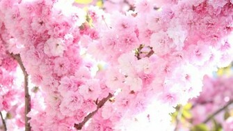Pink Tree Blossoms Wallpaper