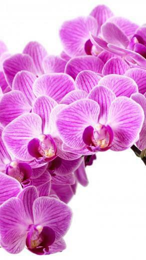 Purple Orchid Wallpaper iPhone Android Desktop Background