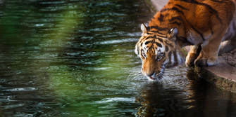 Tiger 4k HD Animals Wallpaper Image Photos And