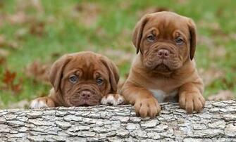 Dogue De Bordeaux Puppies French Mastiff Dog Wallpaper