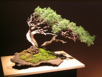Bonsai Wallpaper Pin It