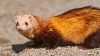 Ferret Wallpaper Desktop Cute With White Head