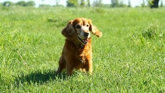 Cocker Spaniel On Grass Animal HD Desktop Wallpaper