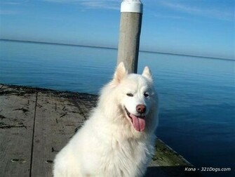 Samoyed Wallpaper Puppy Pictures Breed Info