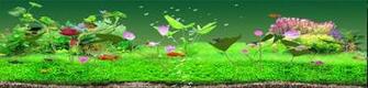 Goldfish Screensaver Jpg