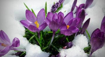 The Slow Thaw Of A New England Spring Cognoscenti