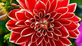 Best Top Desktop Red Wallpaper Background HD Jpg