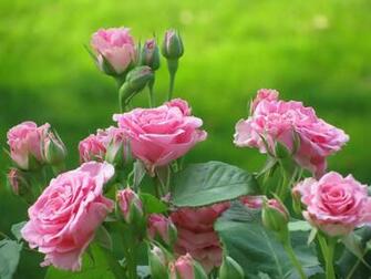 Rose Garden