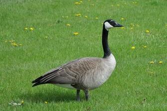 Canada Goose Standing Wallpaper For iPhone