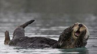 Sea Otter Wallpaper