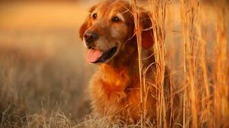 Dog Desktop Wallpaper