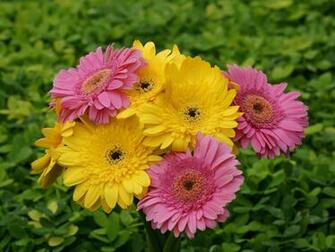 HD Wallpaper Gerbera Daisy Flowers X Kb Jpeg
