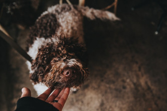 Person Holding White And Brown Coated Dog Photo Los Angeles