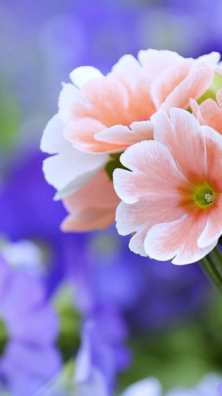 Flower Mobile Wallpaper