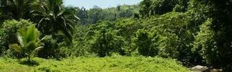 Dual Monitor Background Tropical Nature River Jungle Vegetation