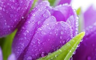 Tag Spring Drops Wallpaper Background Photos Image And Pictures