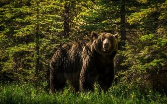 Grizzly Bear Forest Wallpaper