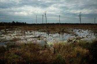 Deep In The Swamps Archaeologists Are Finding How Fugitive Slaves