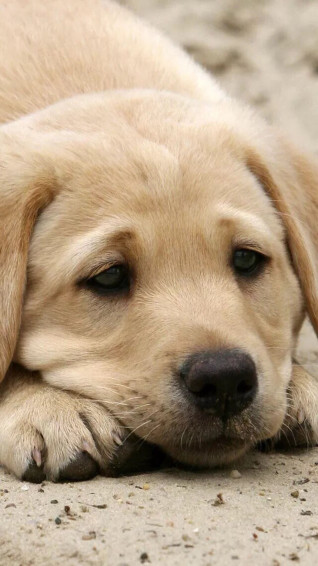 Dog Wallpaper For iPhone Pro Max X