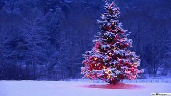 Natural Xmas Tree In Nature HD Wallpaper