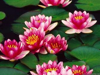 Wallpaper Water Lily Flower For Desktop