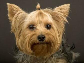 Yorkshire Terrier Screensaver Screensavers