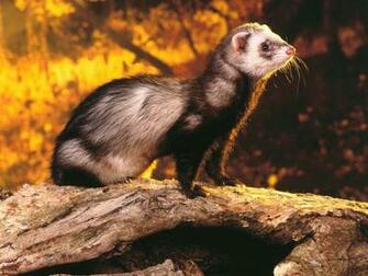 Ferret Background Cool Wallpaper HD