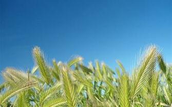 Wild Grass Windows Wallpaper 10wallpaper