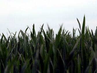 Saftiges Gras Desktop Wallpaper X