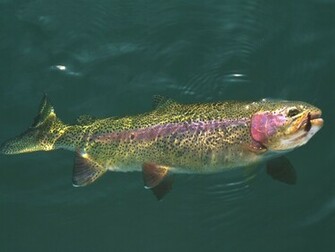 Trout Wallpaper HD Background HDesktops