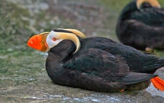 Tag Tufted Puffin Wallpaper Background Photos Image And Pictures