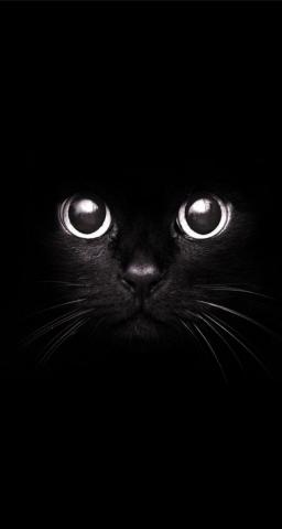 Black Cat Dark iPhone Wallpaper Live HD