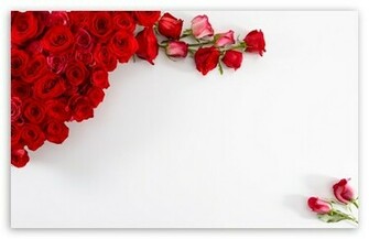 Red Roses On White Background HD Desktop Wallpaper High Definition