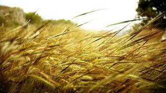 Wheat Field Wallpaper