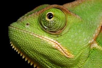 Veiled Chameleon Wallpaper