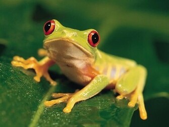 Tree Frog The Life Of Animals