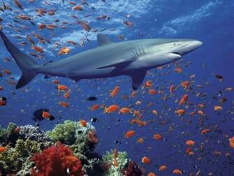Wallpaper De La Grande Barri Re Corail